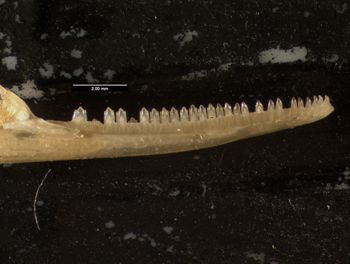 Media type: image;   Herpetology R-132042